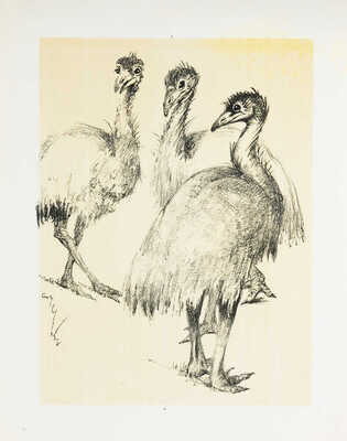 Шендеров Александр Семёнович. Страусы. Из серии «Ленинградский зоопарк» 